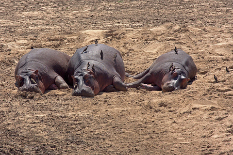 Siesta