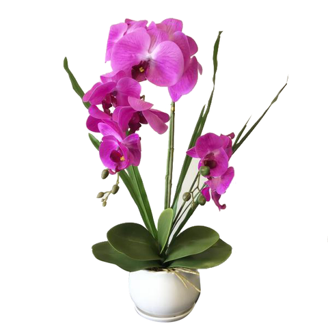 Real touch Orchid flower with white ceramic pot