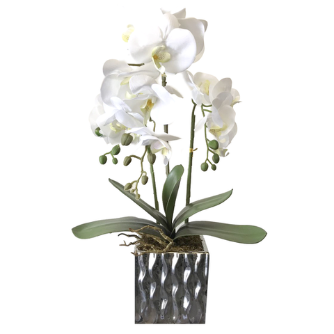 Orchid Silver Pot, ADORE, Perth WA