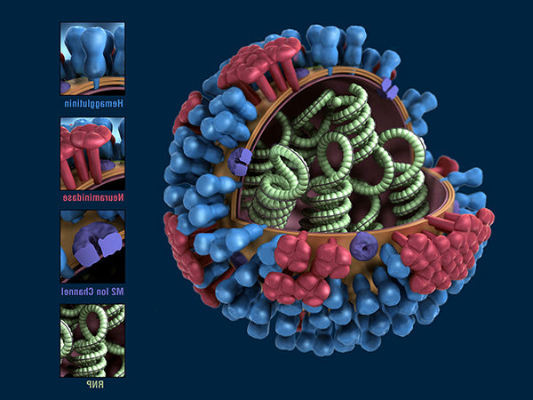 Influenza Virus