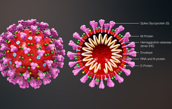 medical animation coronavirus structure