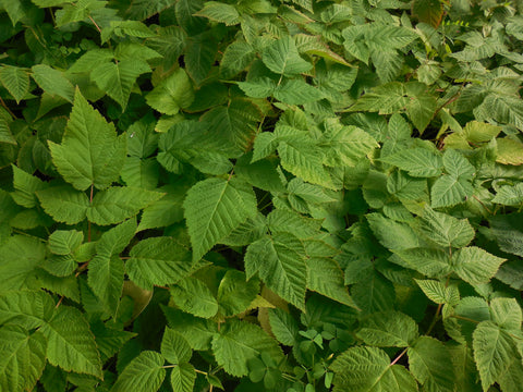 Raspberry plants grown from Scenic Hill Farm root stock  at 10 weeks old