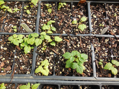 Raspberry plants grown from Scenic Hill Farm root stock at 4 weeks old