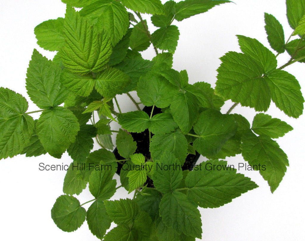 8-14 tall Ships Fully Rooted in Soil 1-6 Life Fall Gold Raspberry Plants
