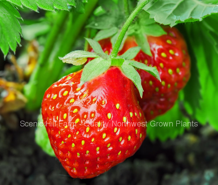 Totem Mid Season Root Strawberry Plants - High Yields - Great Fla – Scenic Farm Nursery