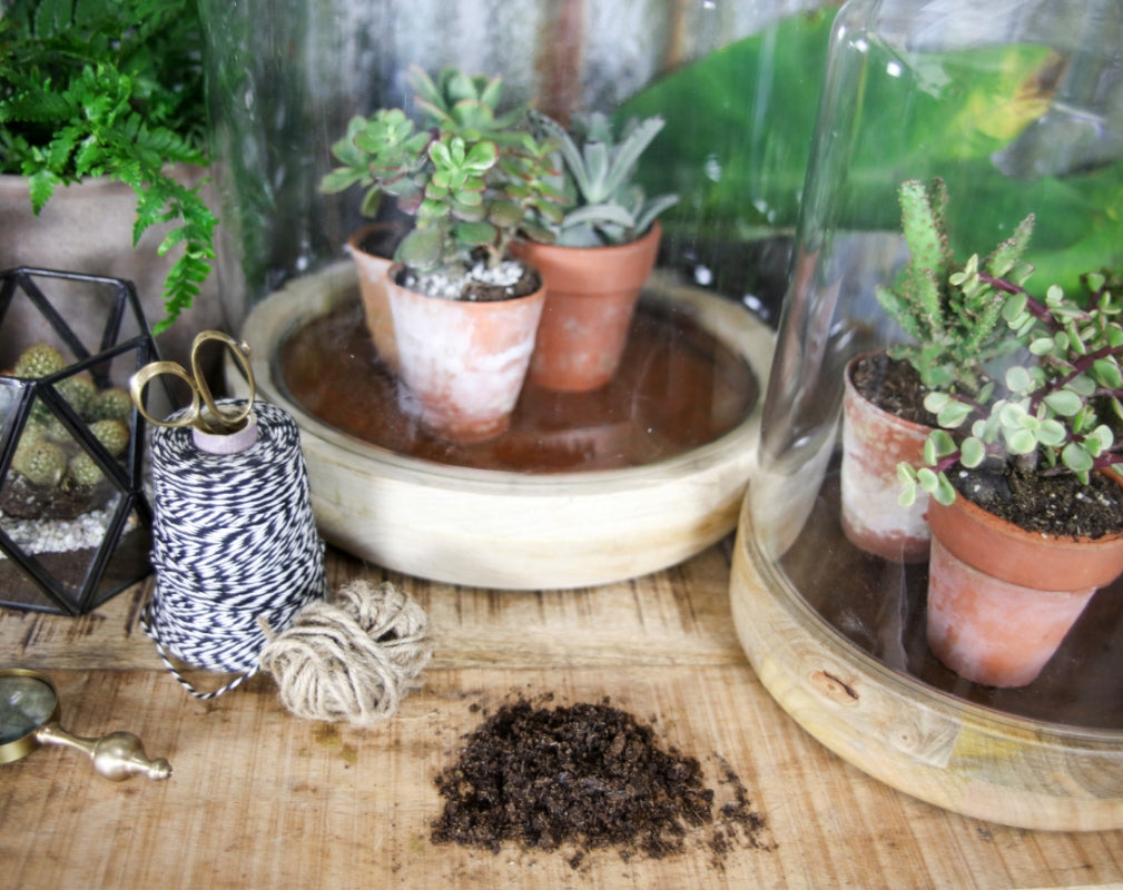 The Nkuku collection of planters and terrariums are perfect for displaying a variety of indoor plants from succulents to cacti.