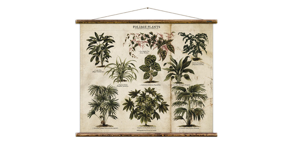 botanical illustration wall chart from erstwhile