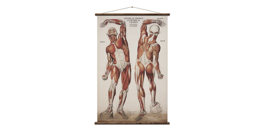vintage illustration of the human muscular system from erstwhile