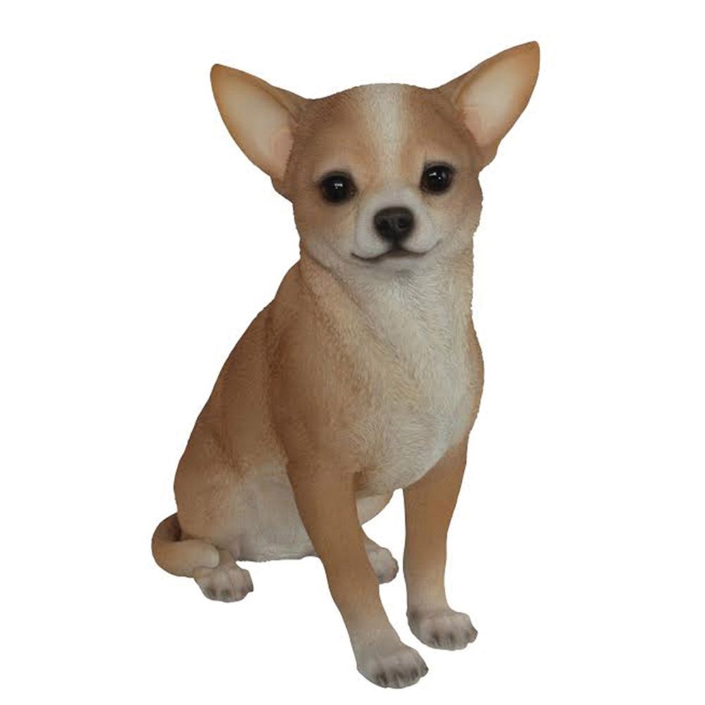 HI LINE CHIHUAHUA SITTING