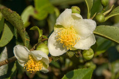 Camellia Sinensis