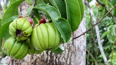 Garcinia Cambogia for detox