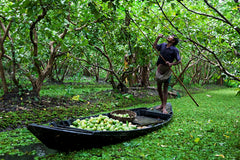 Guava leaf for weight loss in mangrove