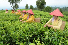 Chinese tea harvesters harvesting tea leaves