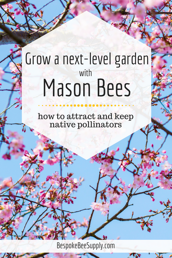 How To Attract And Keep Mason Bees Support Native Pollinators