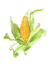 South Dakota Corn Art