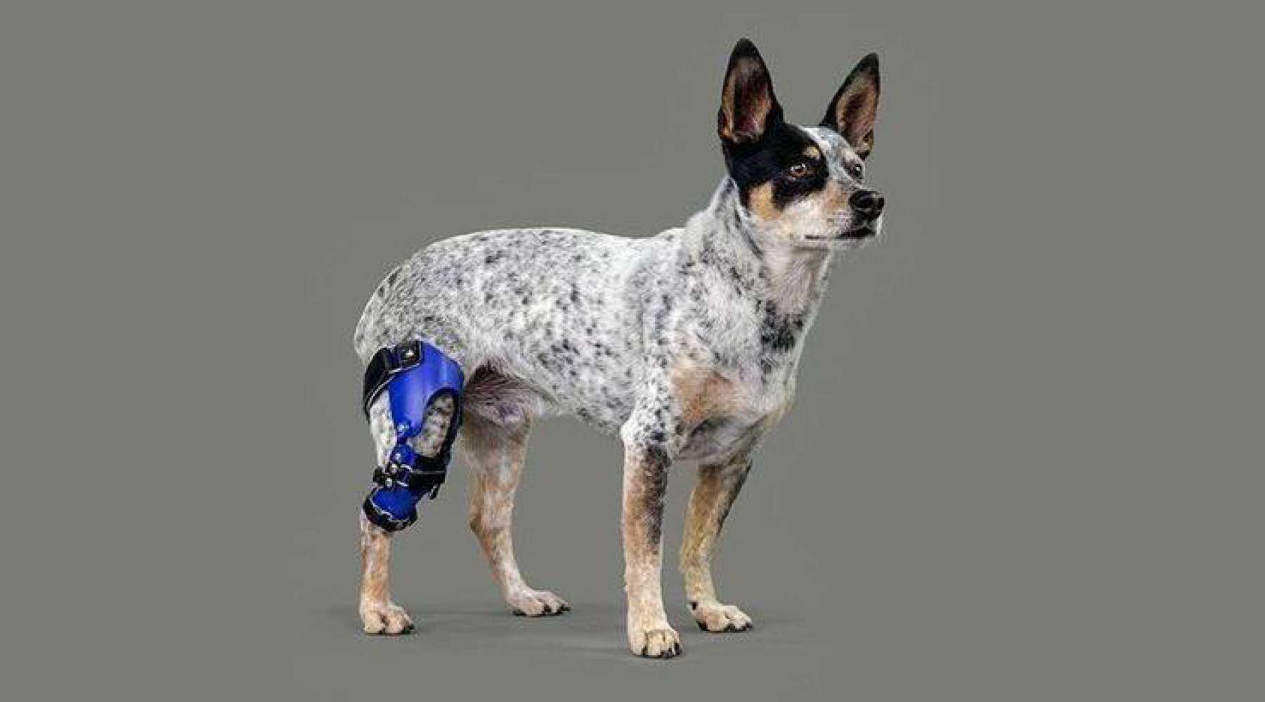 how does a dog knee brace help acl