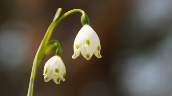 Lily of the Valley's delicate blossoms