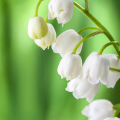 Lily of the Valley an enduringly romantic and wild bloom