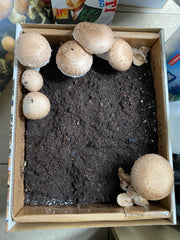 Mushroom Progress