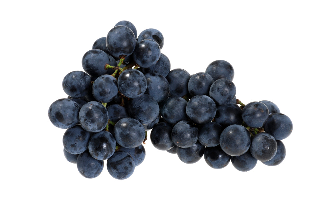 Concord Seedless Grape Vine- (SOLD OUT) – Four Winds Growers