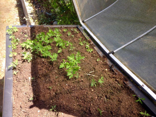 Vegepod raised garden bed soil