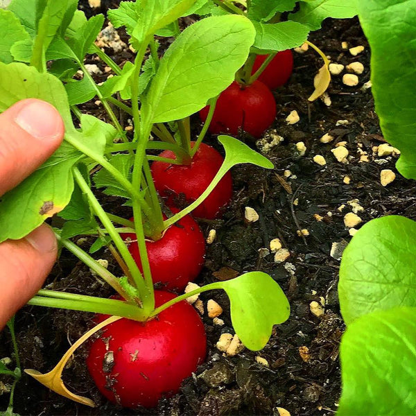 radishes from a raised garden bed