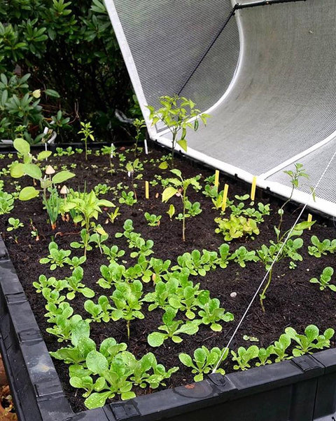 spaced out growing plants in raised garden bed