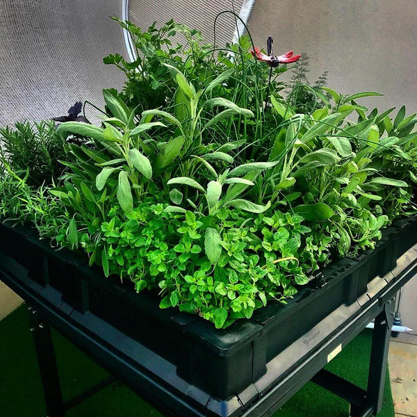 herbs in a raised garden bed