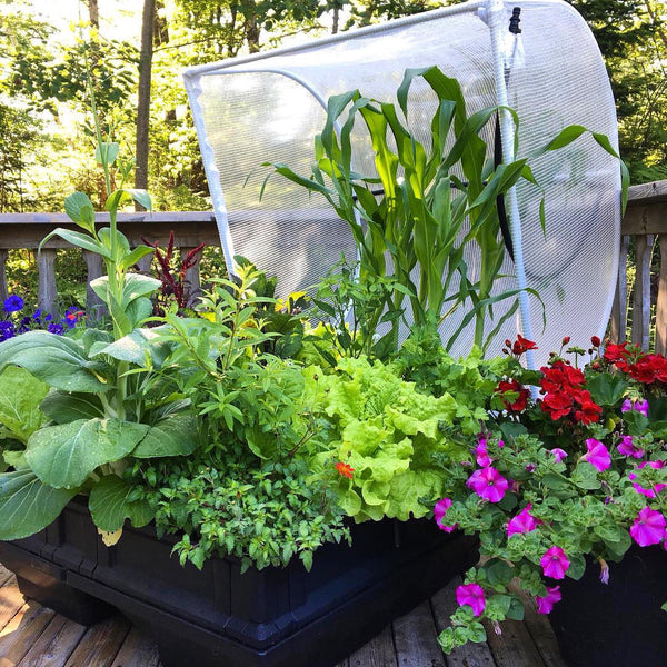 flowers in vegepod