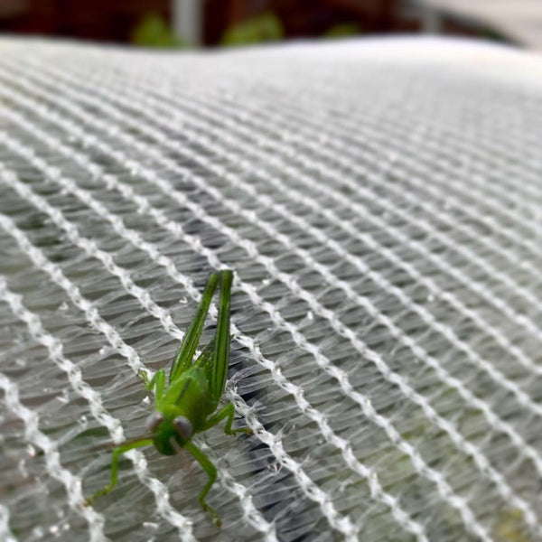 pest on the vegepod raised garden bed cover