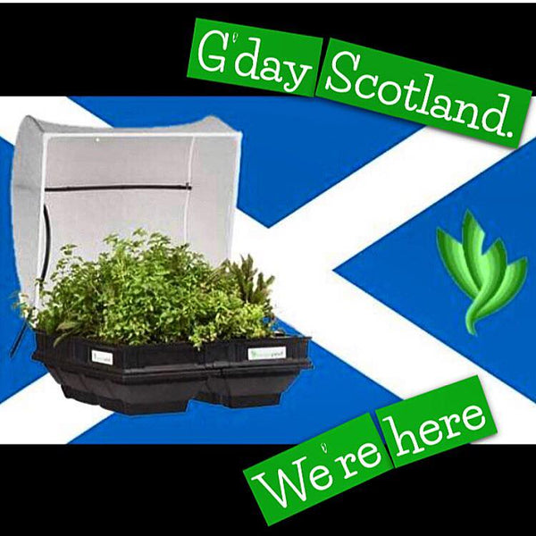 vegepod raised garden bed in scotland