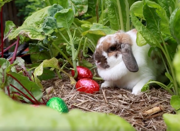 bunny in the vegepod