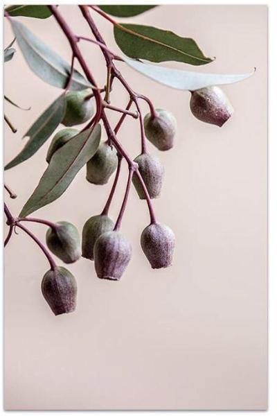Love your space Gumnuts Photographic Print - $35 - $119 |The Home Maven