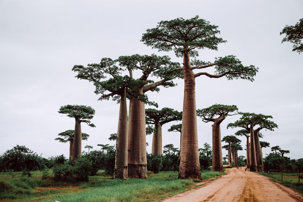 6 Of The Weirdest Trees In The World Tentree®