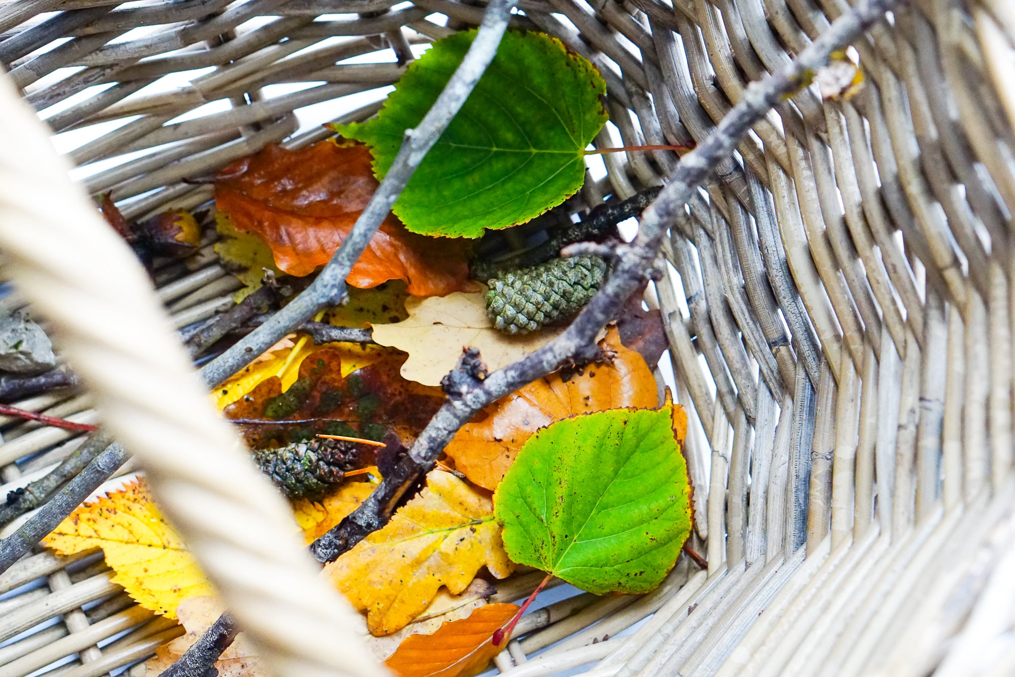 Set up an autumn nature and craft table to learn about the seasons