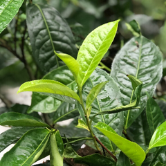 The tea plant Camellia Sinensis