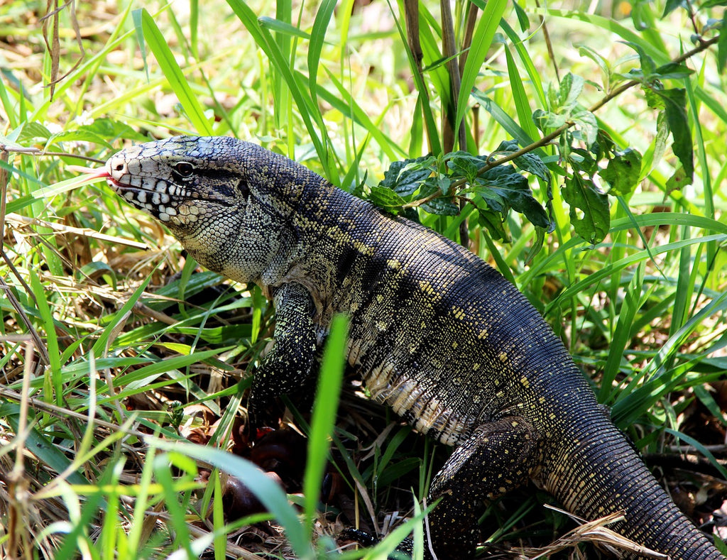 tegu wholesale