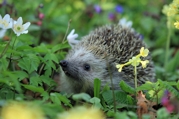The best diet for your pet hedgehog should be similar to the kinds of food they would eat in the wild.