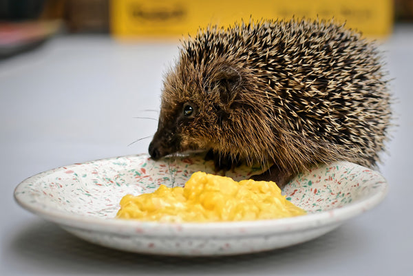 You can safely add duck, turkey, or chicken eggs to your African pygmy hedgehog diet.