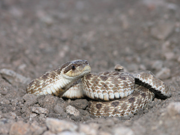 A Mexican hognose snake found in New Mexico. Photo taken by Jacob Malcom and uploaded to iNaturalist.