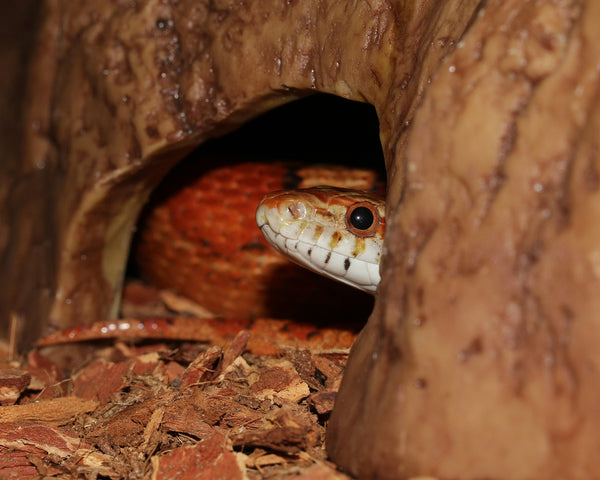 A corn snake (not a hognose) hiding in its enclosure.