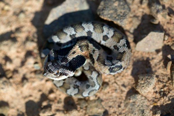 An Eastern hognose snake in Arkansas. Photo taken by Kory Roberts and uploaded to iNaturalist.