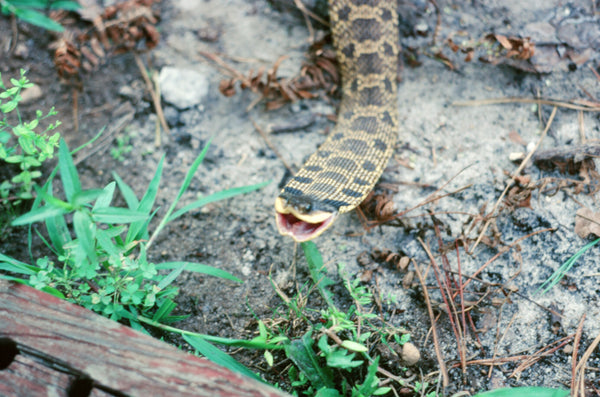 An Eastern hognose snake in New Jersey. Photo taken by bobbyfingers and uploaded to iNaturalist.