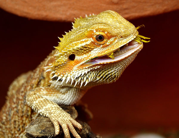 bearded dragon health