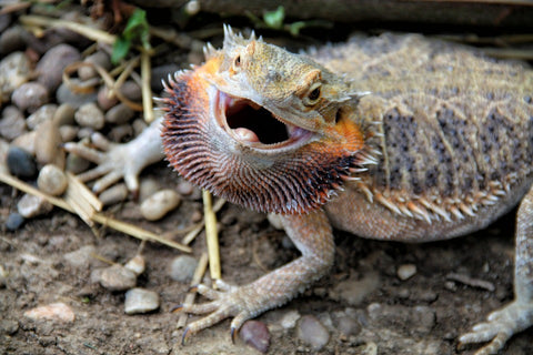 what can bearded dragons eat?