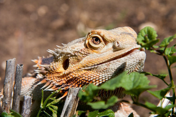 what vegetables can bearded dragons eat?