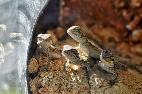 what can baby bearded dragons eat?