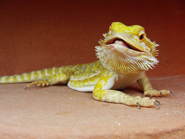 what to feed bearded dragons