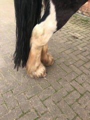 Leo before his Paw Naturel Rub and Scrub Treatment