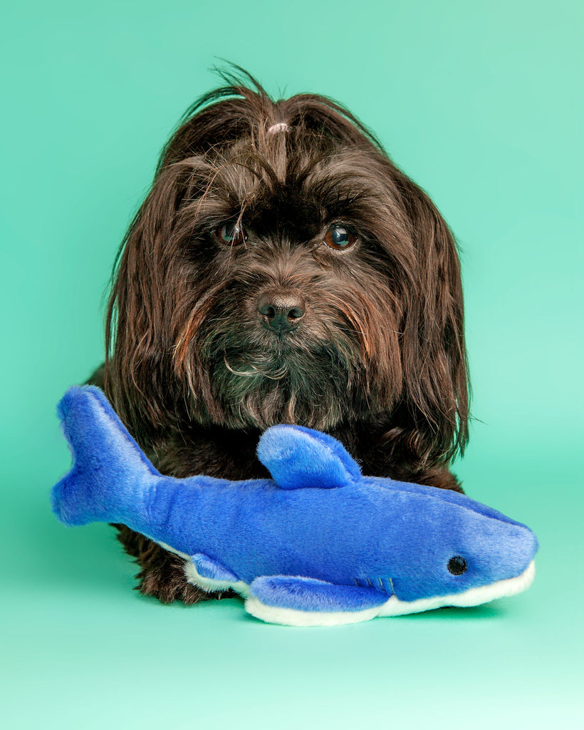 pet shark toy